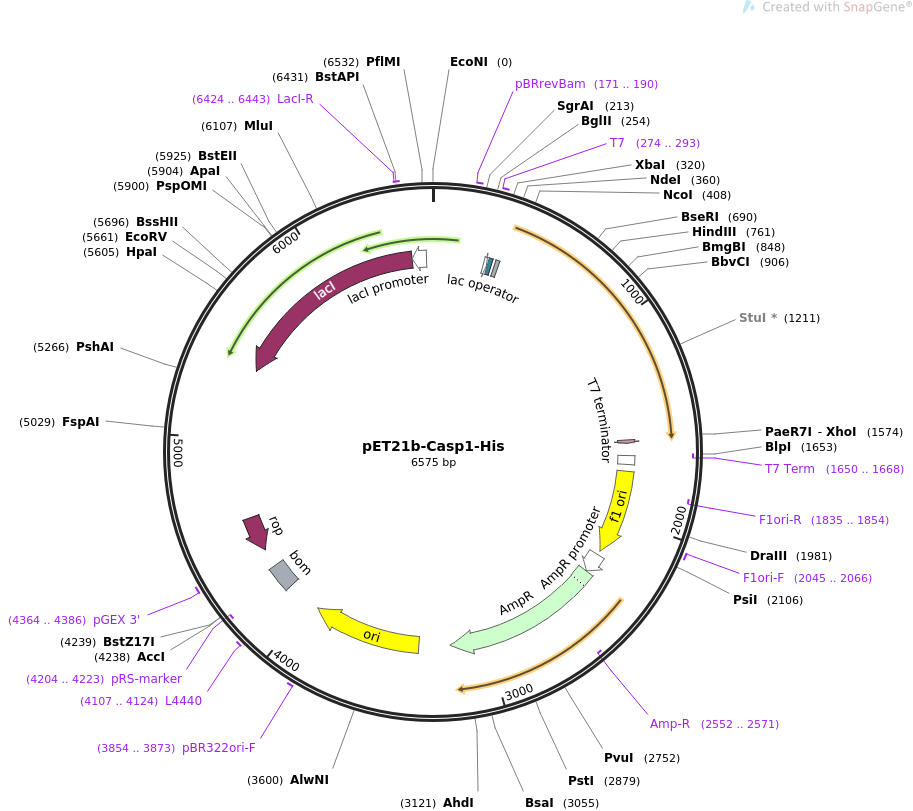 pET21b-Casp1-His质粒图谱