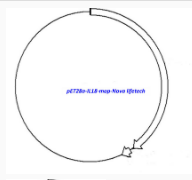 pET28a-IL18载体图谱