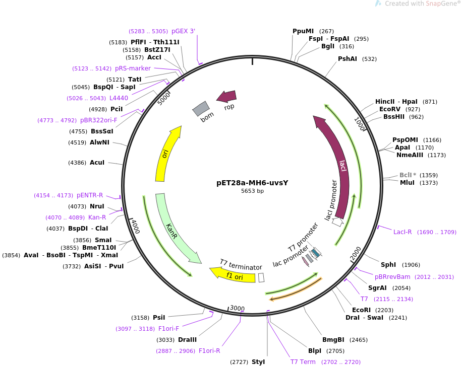 pET28a-MH6-uvsY质粒图谱
