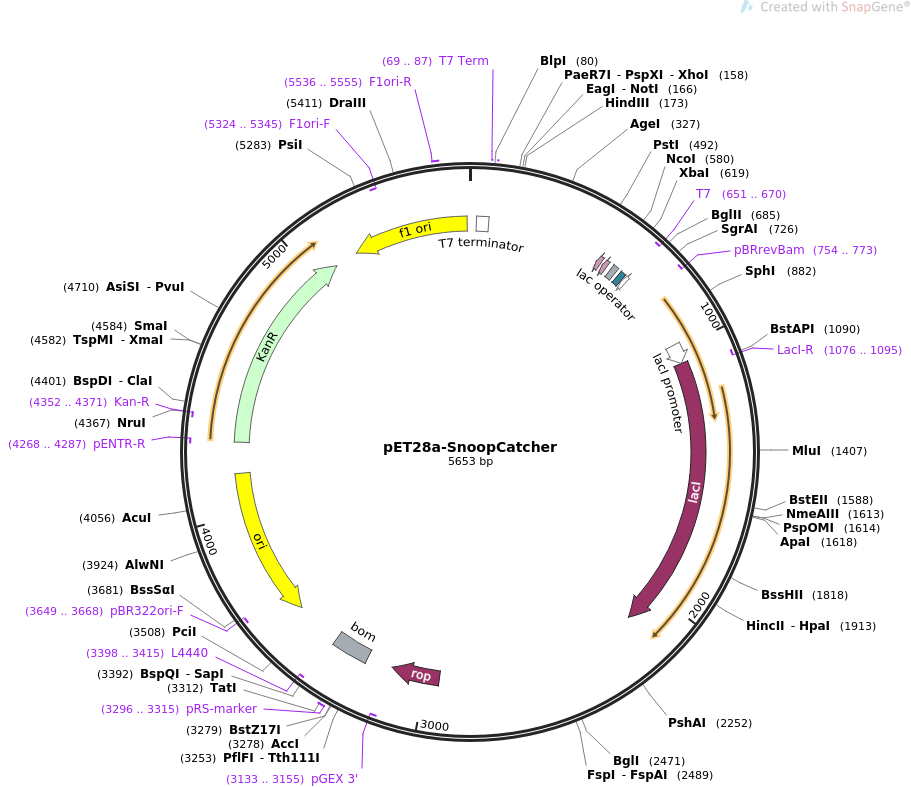 pET28a-SnoopCatcher质粒图谱