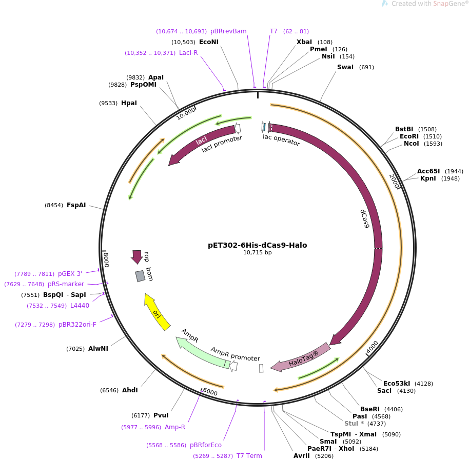 pET302-6His-dCas9-Halo质粒图谱