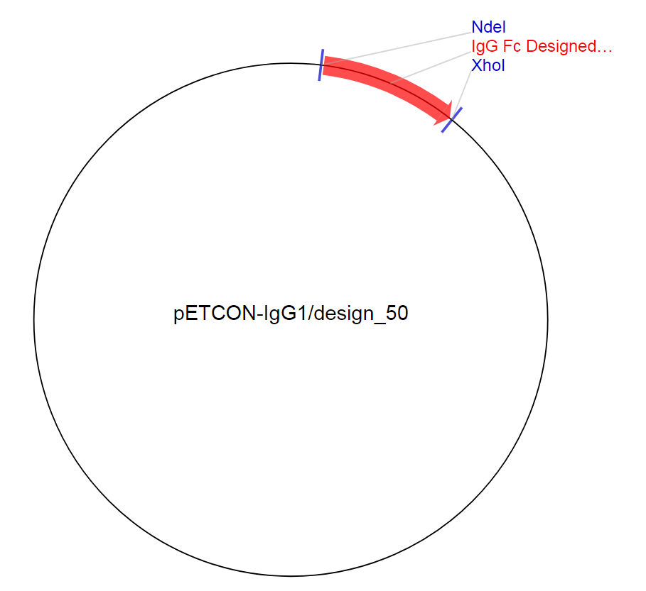 pETCON-IgG1design_50质粒图谱