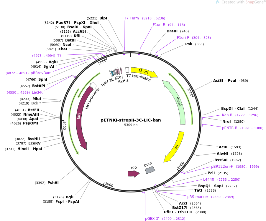 pETNKI-strepII-3C-LIC-kan载体图谱