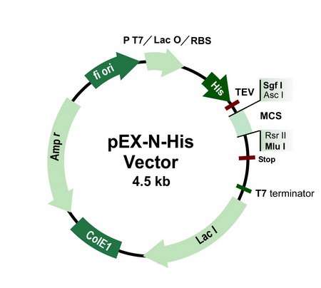 pEX-N-His载体图谱