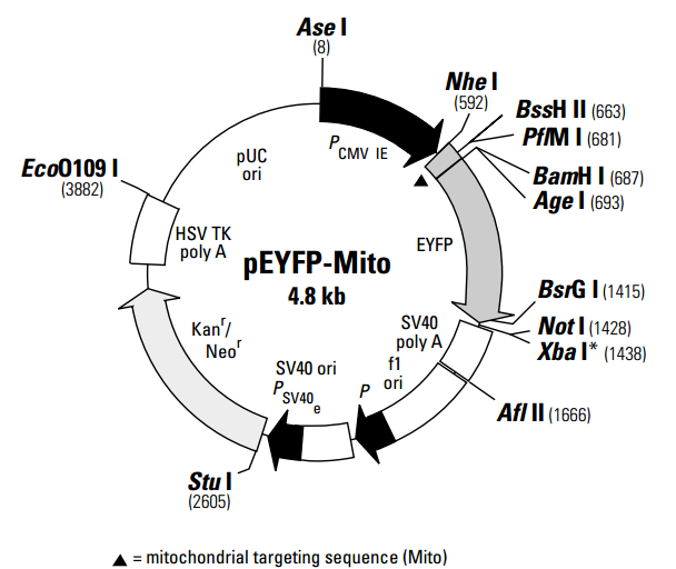 pEYFP-Mito载体图谱
