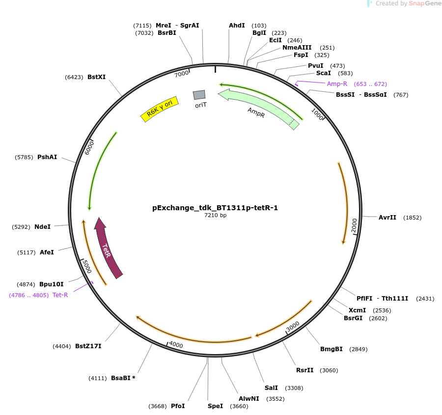 pExchange_tdk_BT1311p-tetR-1载体图谱