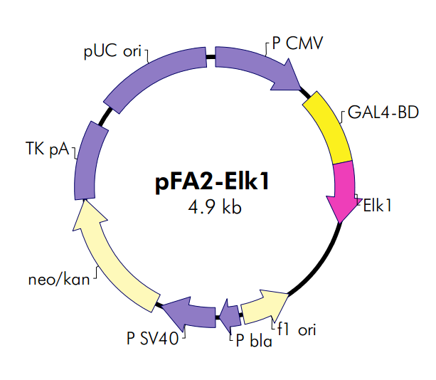 pFA2-Elk1载体图谱