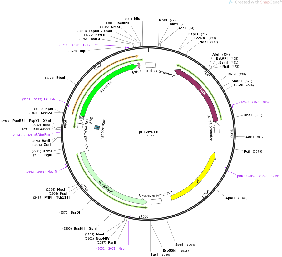 pFE-sfGFP载体图谱