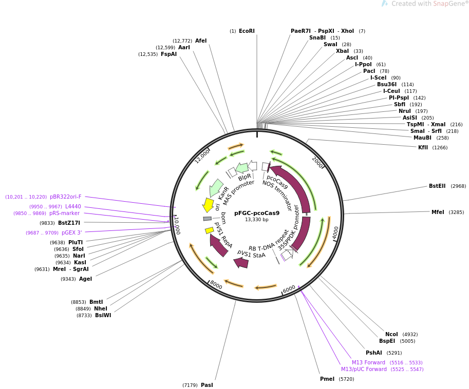 pFGC-pcoCas9载体图谱