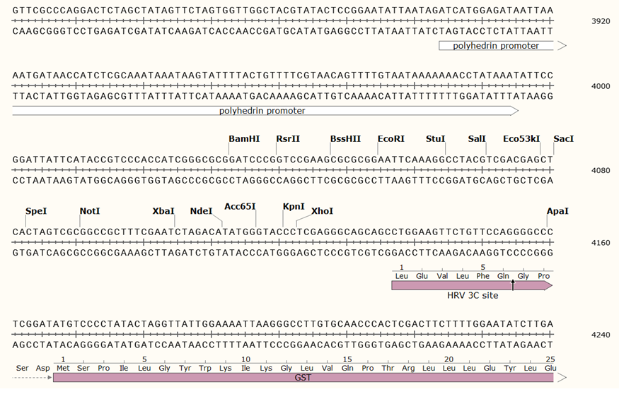 pFastBac-GST-N载体图谱