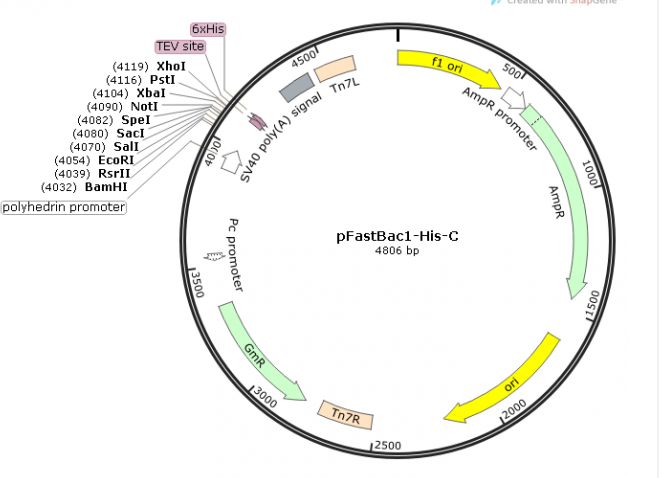 pFastBac1-His-C载体图谱