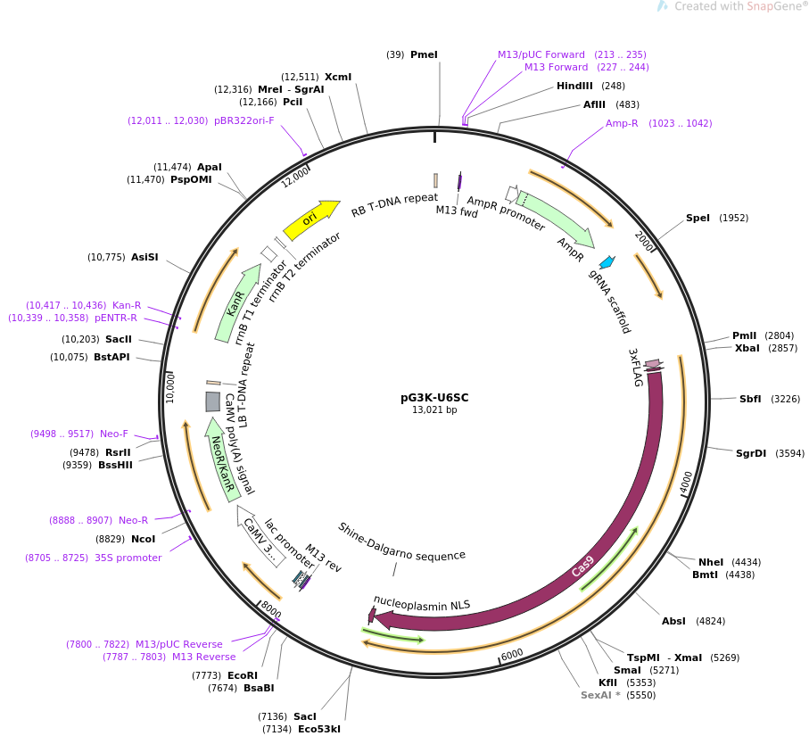 pG3K-U6SC载体图谱