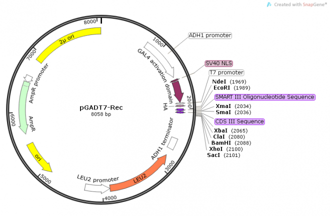 pGADT7-Rec载体图谱