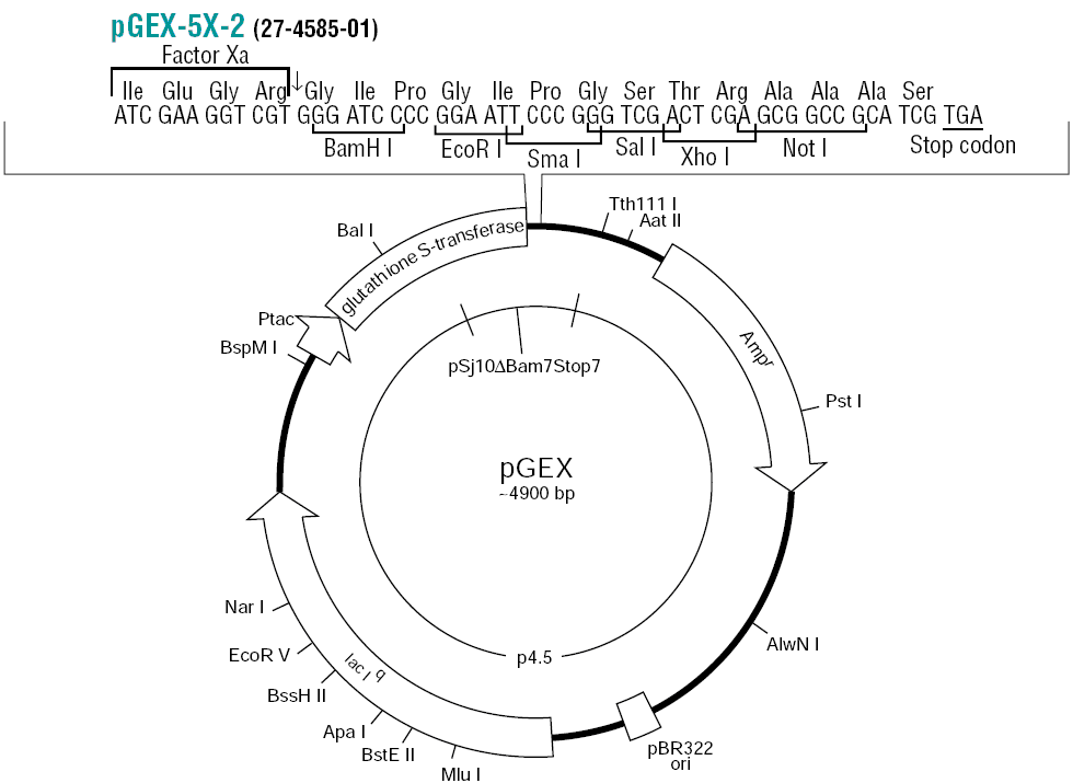 pGEX-5X-2载体图谱和多克隆位点
