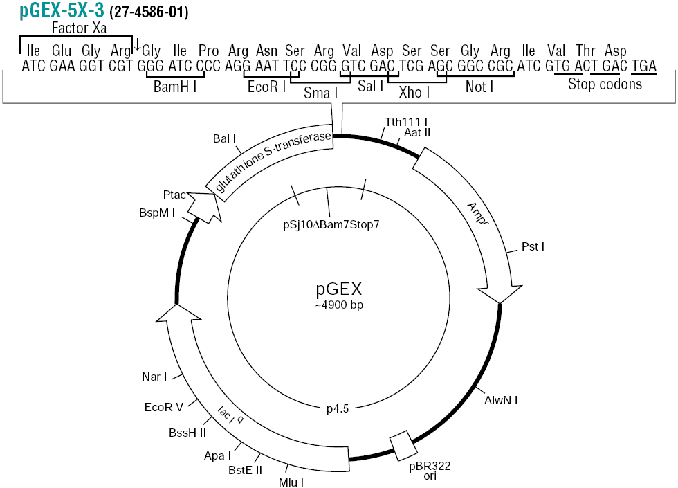 pGEX-5X-3载体图谱和多克隆位点