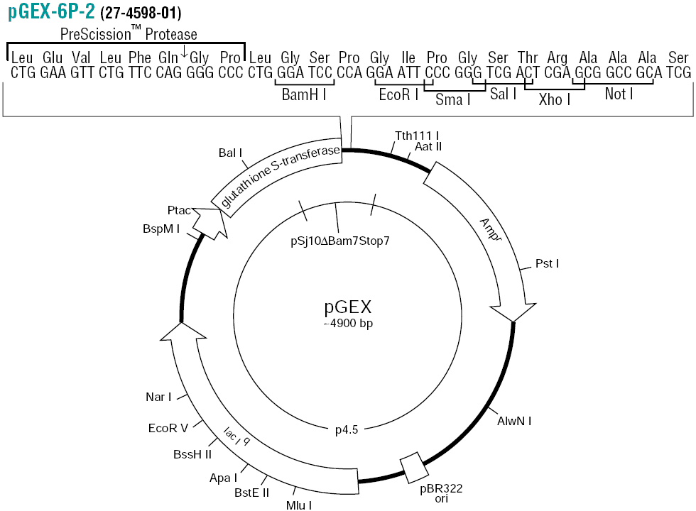pGEX-6P-2载体图谱和多克隆位点