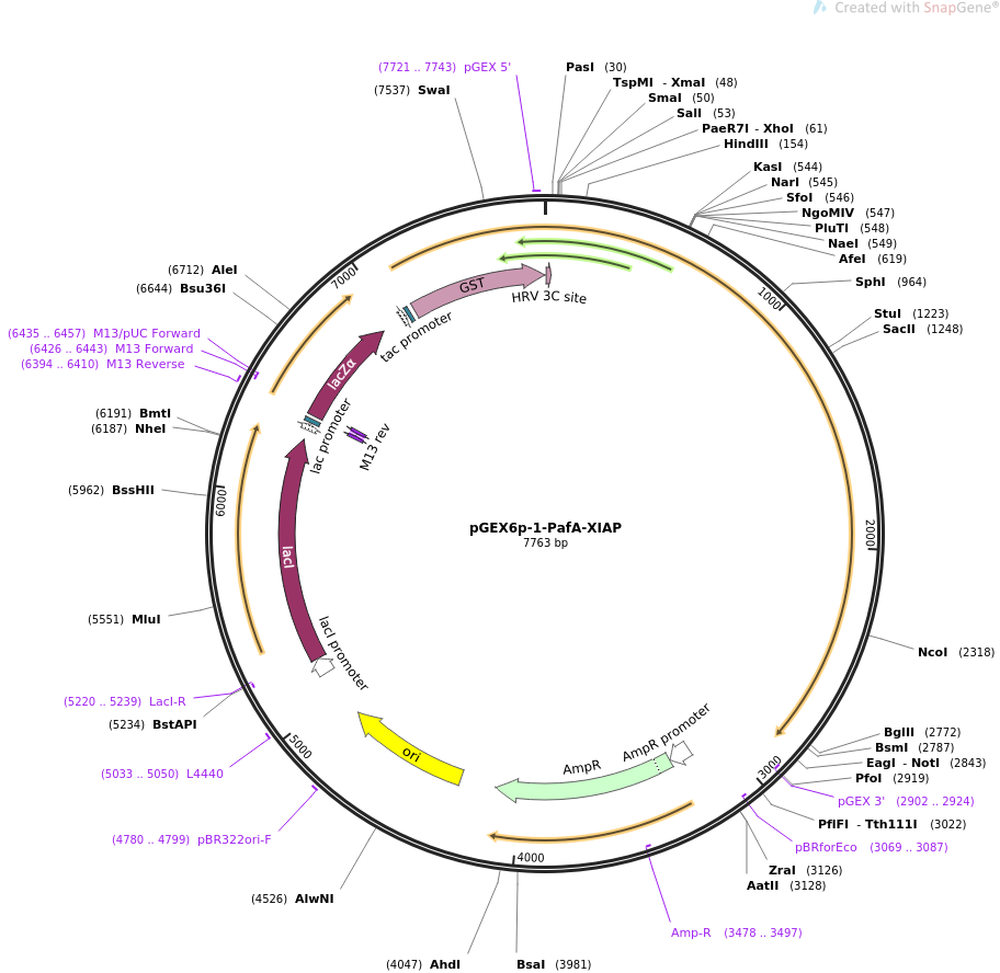 pGEX6p-1-PafA-XIAP载体图谱