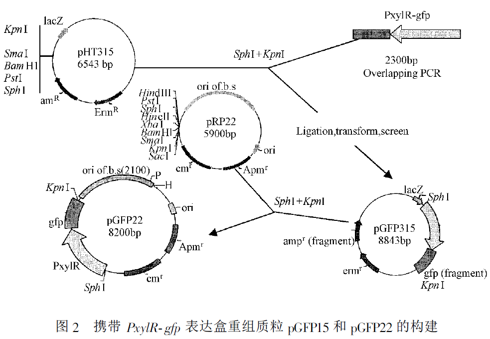 pET-28a载体图谱
