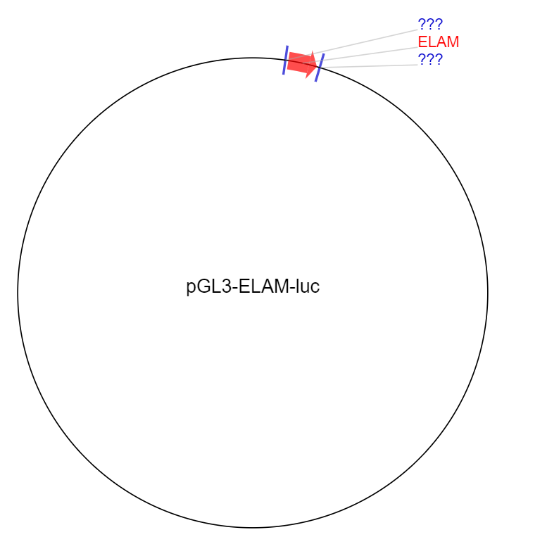 pGL3-ELAM-luc质粒图谱