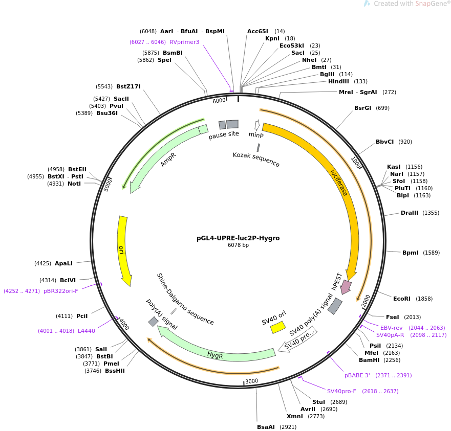 pGL4-UPRE-luc2P-Hygro质粒图谱