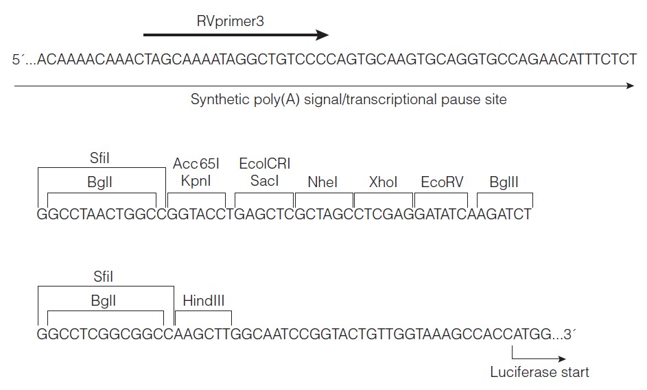 pGL4.10载体多克隆位点 点击看大图 pGL4.10多克隆位点