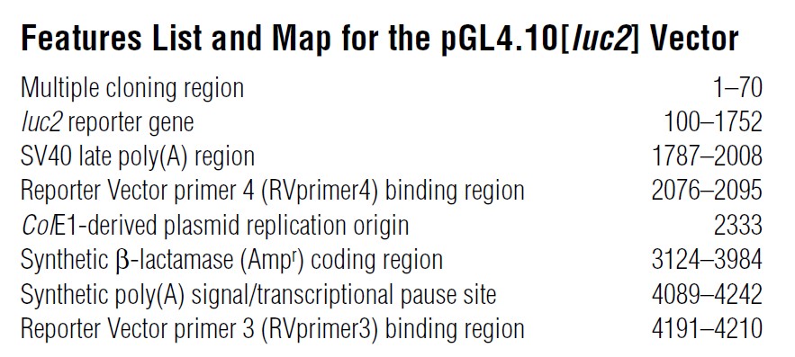 pGL4.10载体特征