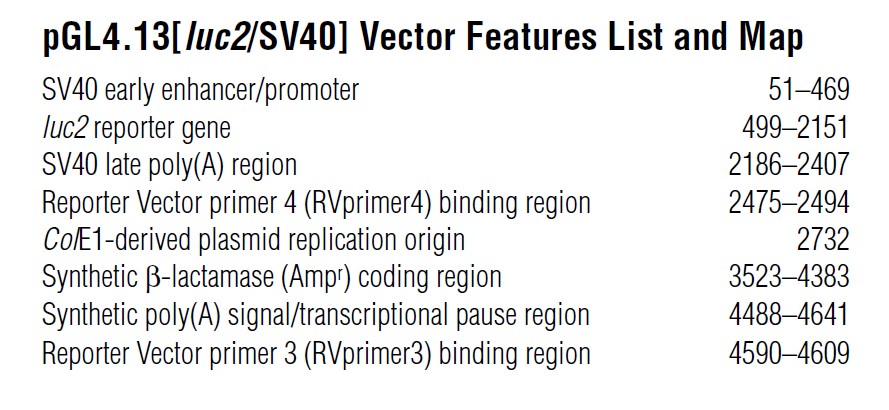 pGL4.13载体特征