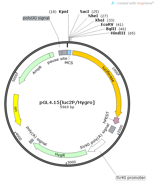 pGL4.15luc2P-Hygro载体图谱