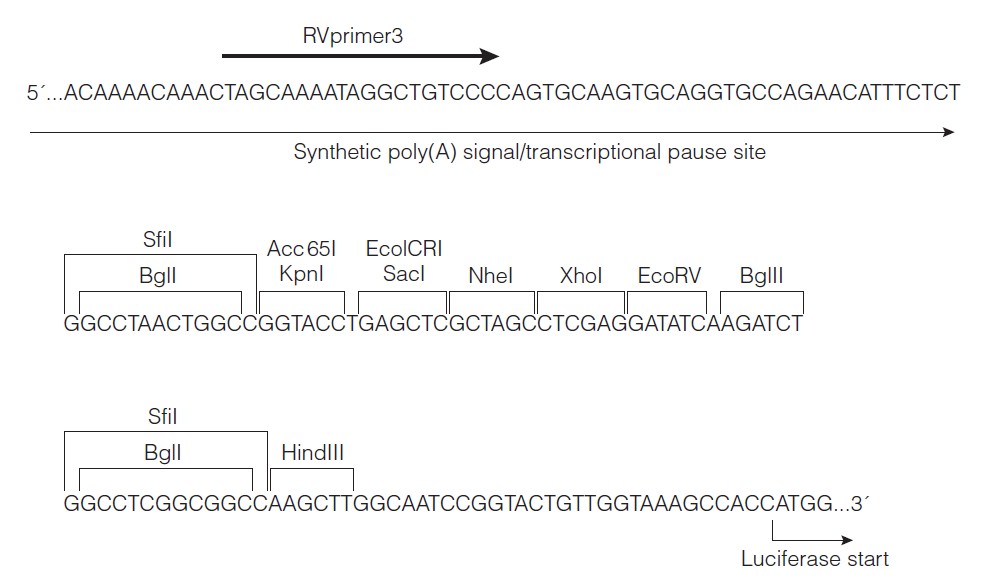 pGL4.19载体多克隆位点 点击看大图 pGL4.19多克隆位点