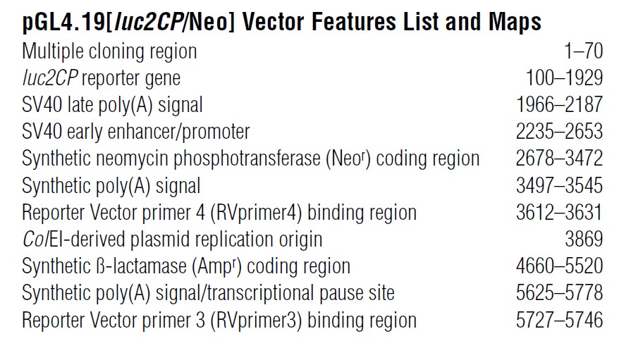 pGL4.19载体特征