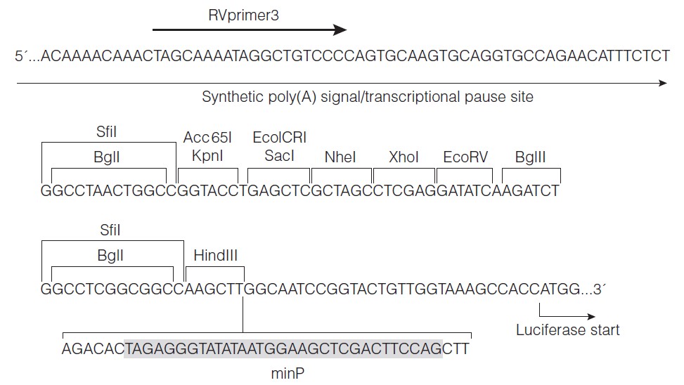 pGL4.26载体多克隆位点 点击看大图 pGL4.26多克隆位点