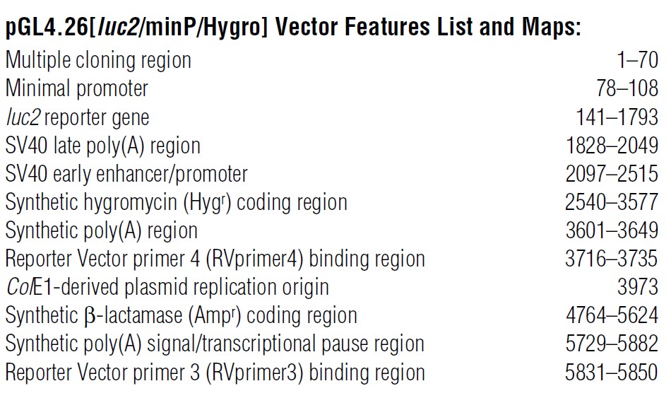 pGL4.26载体特征
