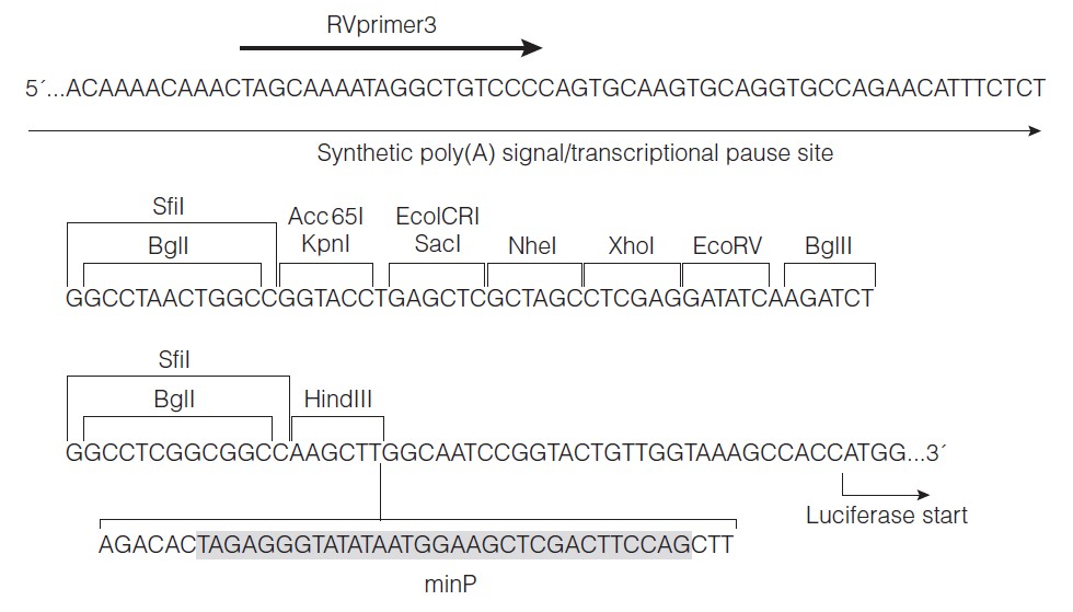 pGL4.27载体多克隆位点 点击看大图 pGL4.27多克隆位点