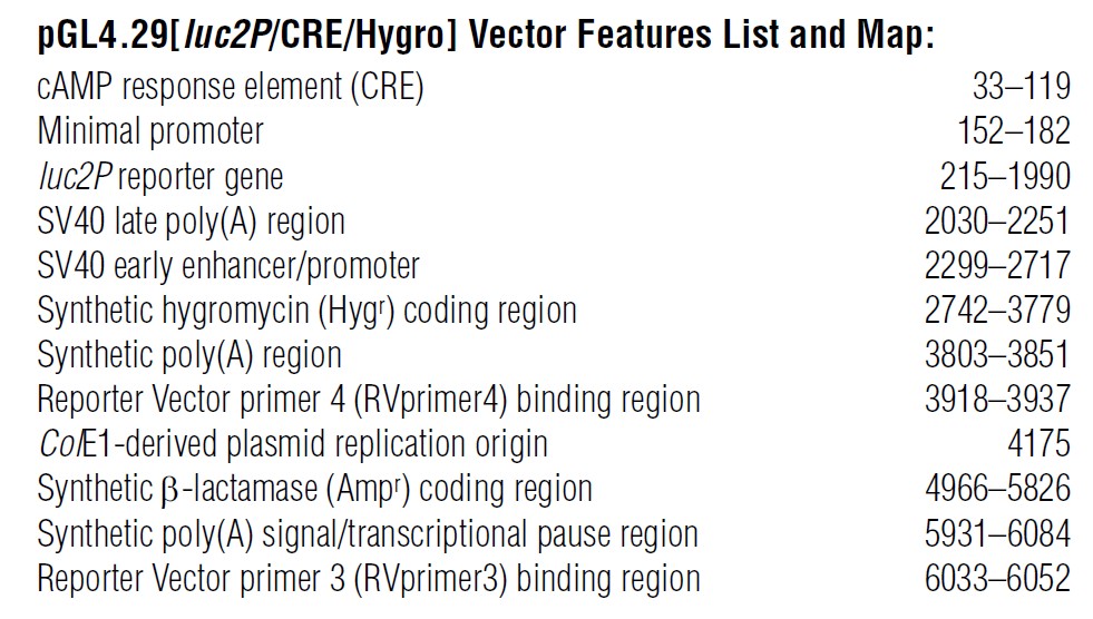 pGL4.29载体特征