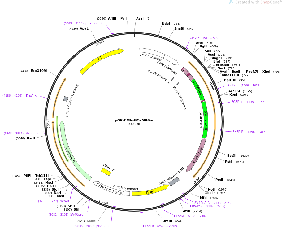 pGP-CMV-Gcamp6m质粒图谱