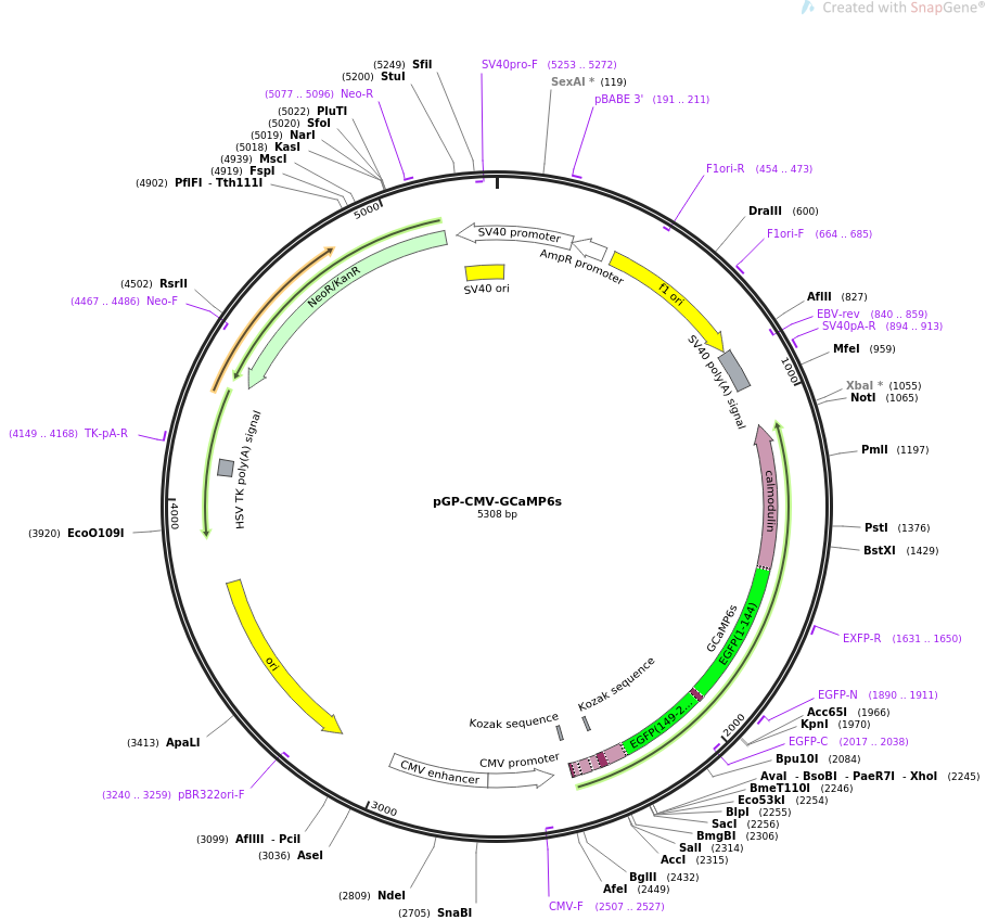 pGP-CMV-GCaMP6s质粒图谱