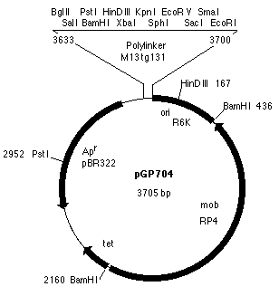 pGP704载体图谱