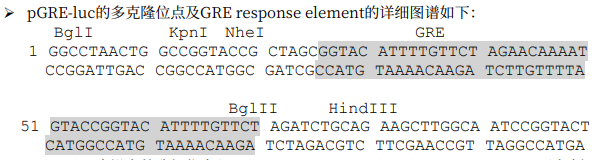 pGRE-luc多克隆位点