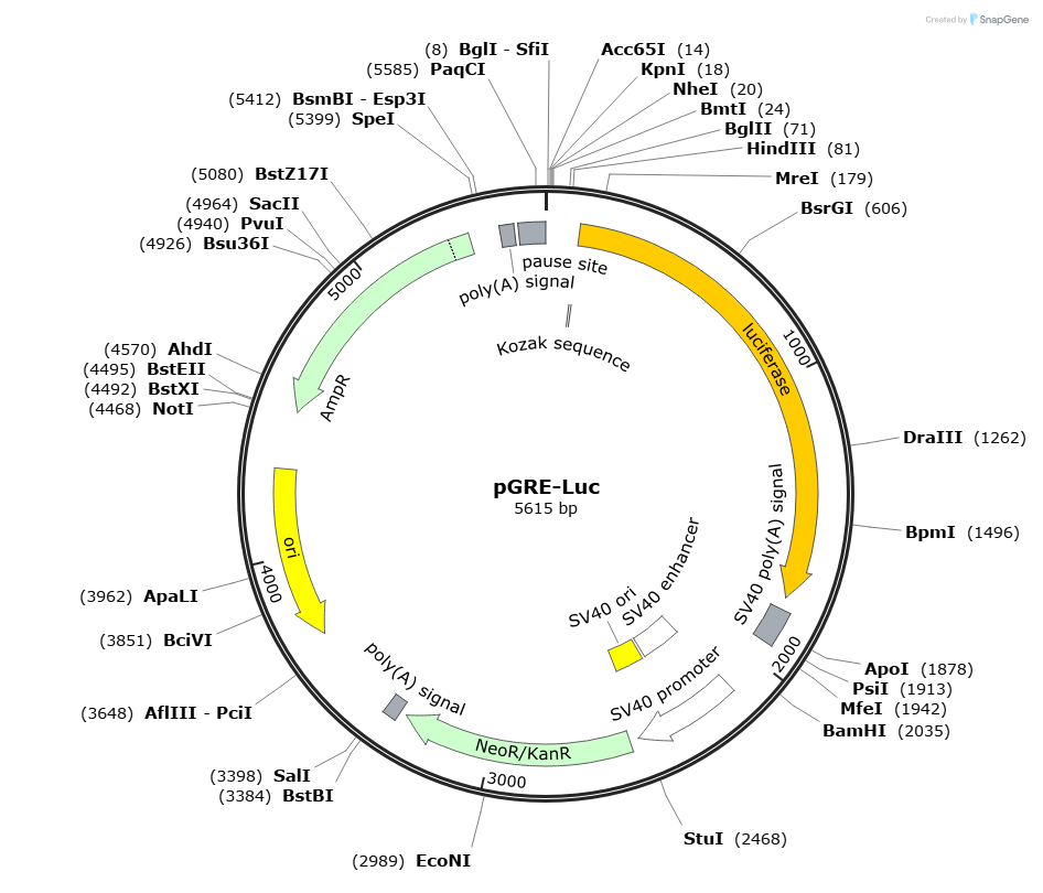 pGRE-luc载体图谱