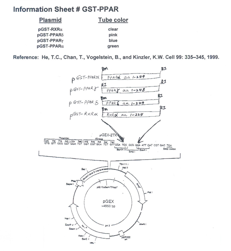 pGST-PPARgamma质粒图谱