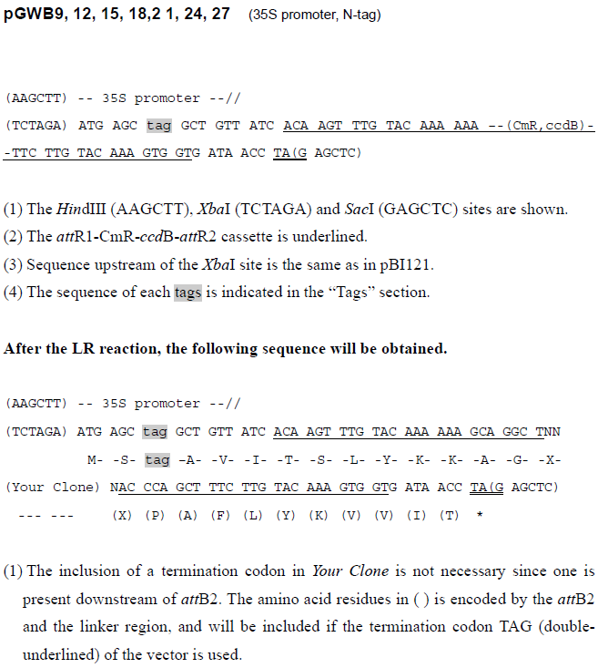 pGWB21载体多克隆位点 pGWB21多克隆位点