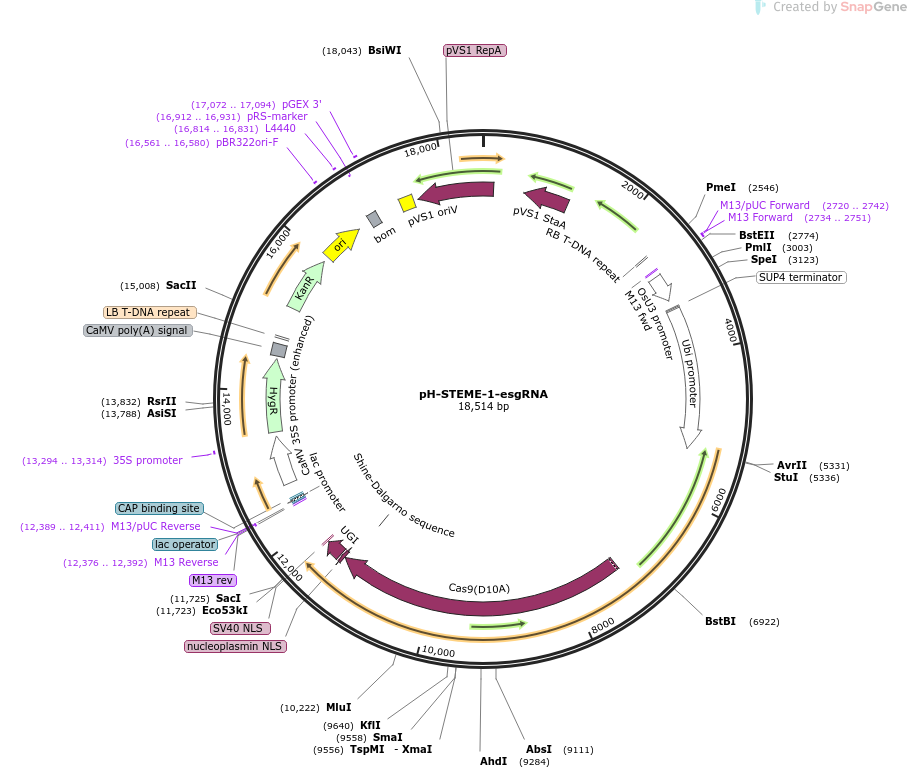 pH-STEME-1-esgRNA载体图谱