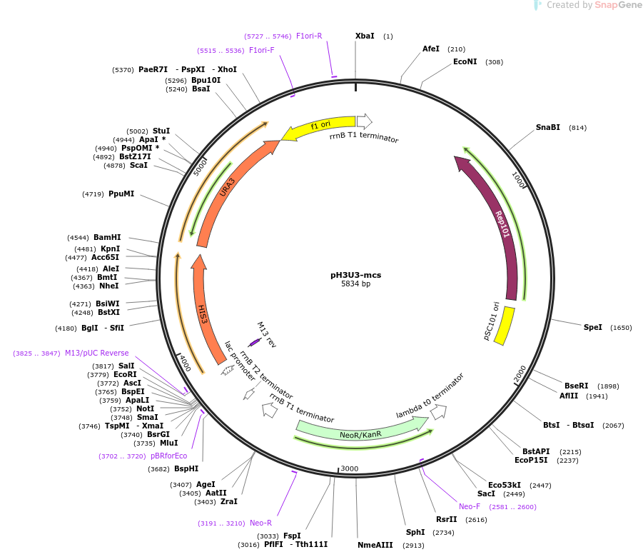 pH3U3-mcs载体图谱