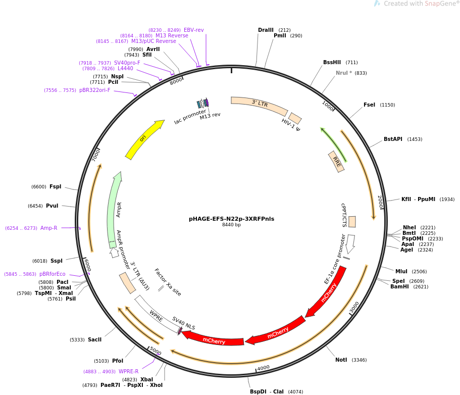 pHAGE-EFS-N22p-3XRFPnls质粒图谱