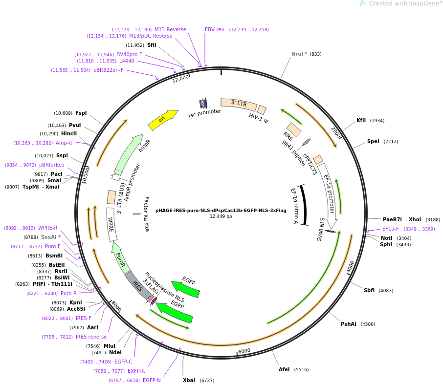 pHAGE-IRES-puro-NLS-dPspCas13b-EGFP-NLS-3xFlag质粒图谱