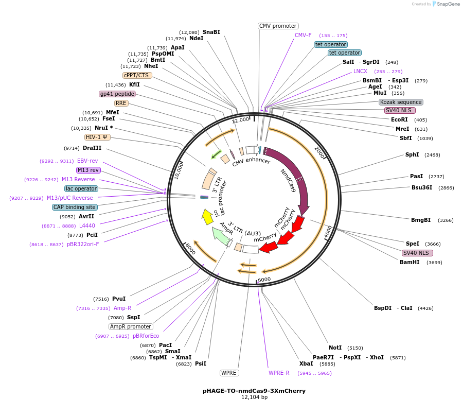 pHAGE-TO-nmdCas9-3XmCherry载体图谱
