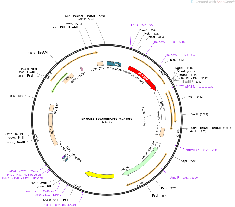 pHAGE2-TetOminiCMV-mCherry质粒图谱