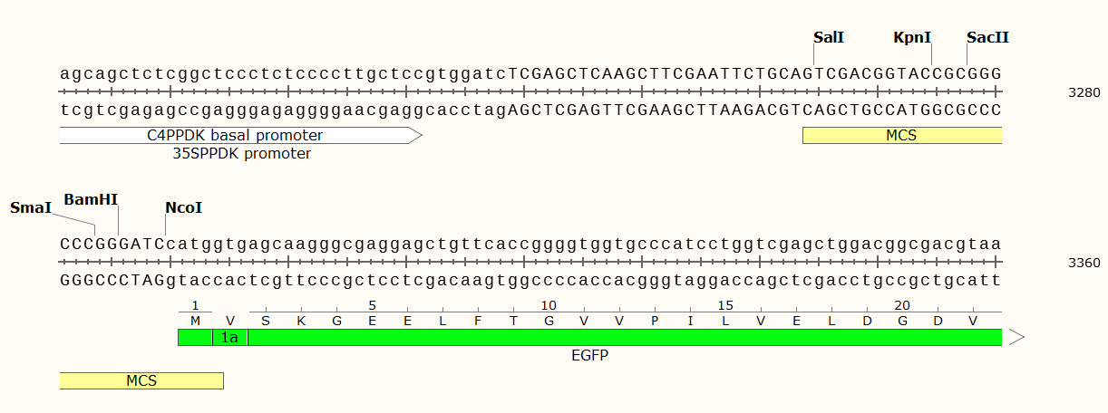 pHBT-GFP-NOS载体图谱1