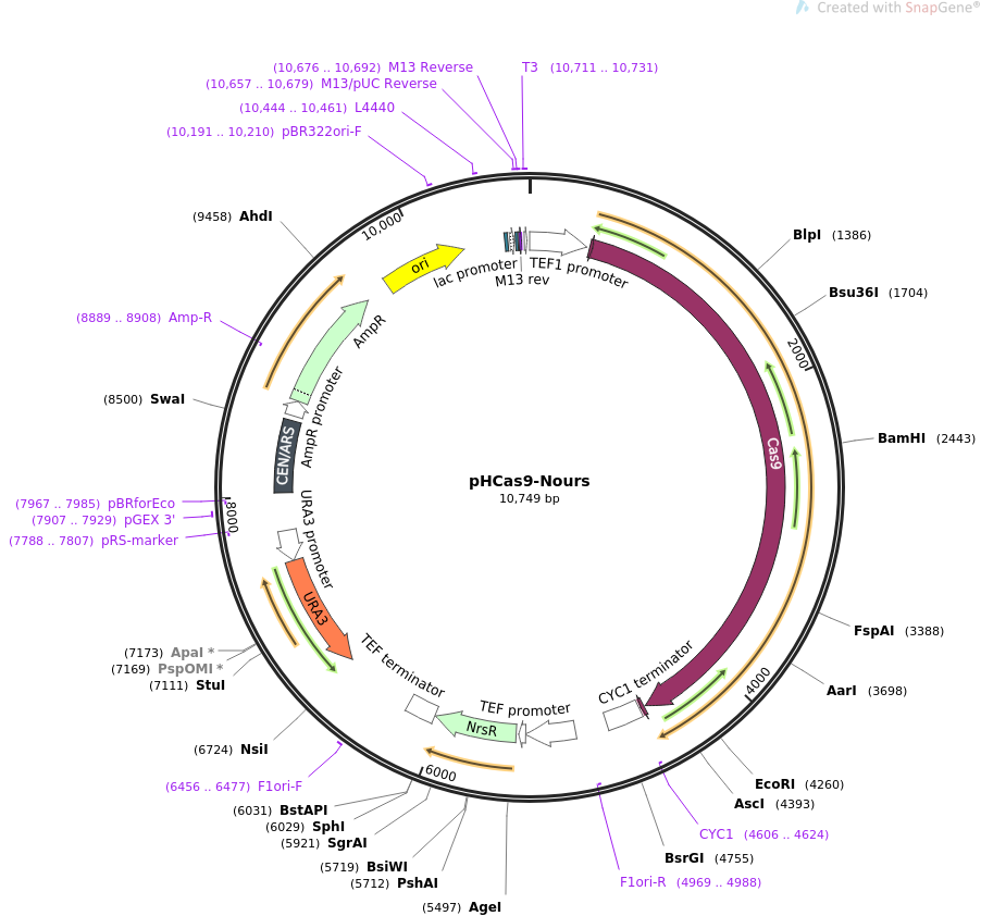 pHCas9-Nours载体图谱
