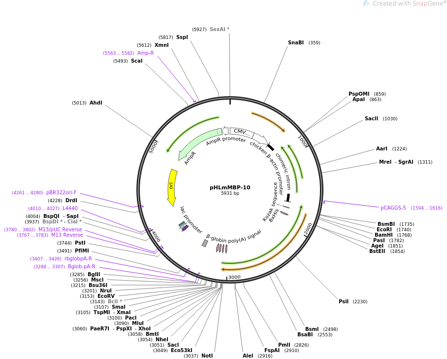 pHLmMBP-10质粒图谱